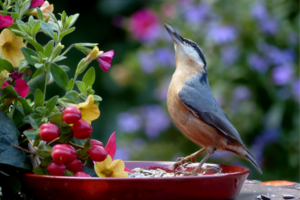 Garden Allies: Cultivating a Thriving Ecosystem with Natural Predators