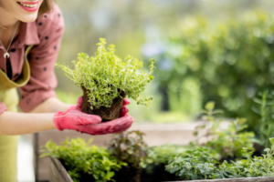 Green and Sustainable Gardens: Tips for Practicing Eco-Friendly Gardening at