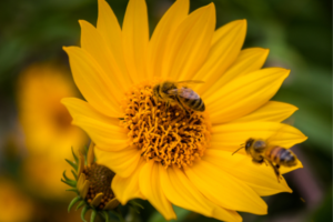 Pollinator Magnets: Plants that Cultivate Life and Foster a Thriving