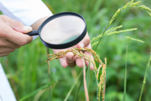 Prevention and Diagnosis: Unraveling Plant Diseases for a Flourishing Garden